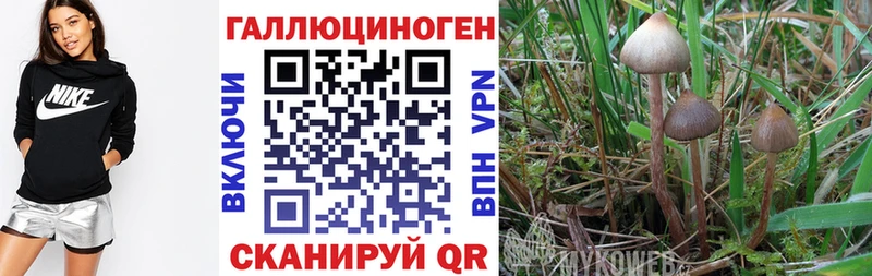 Псилоцибиновые грибы MAGIC MUSHROOMS  где купить наркоту  Пошехонье 
